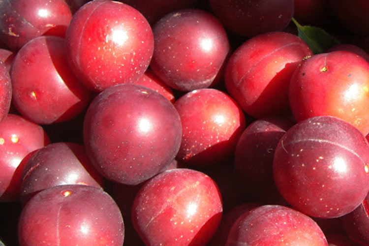 wild-plums